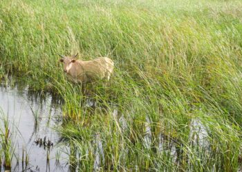 Wetland Restoration and Poverty Reduction Through Ecotourism