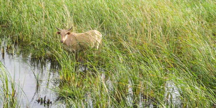 Wetland Restoration and Poverty Reduction Through Ecotourism