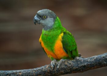 Senegal Parrot – 5 Personality Traits That Make the Senegal a Great Pet Parrot