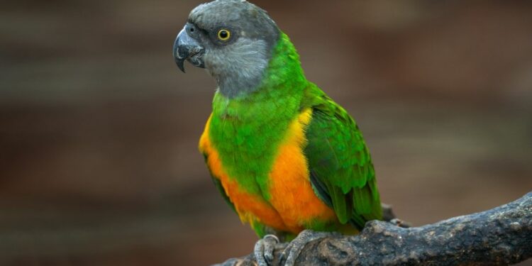 Senegal Parrot – 5 Personality Traits That Make the Senegal a Great Pet Parrot
